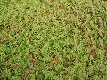 Arborvitae Fern / Selaginella braunii 